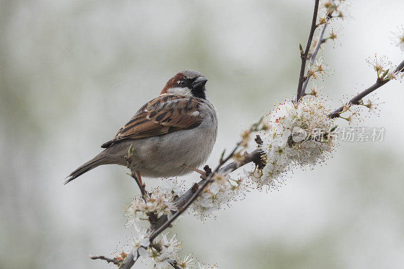 树雀(Passer montanus)栖息在樱花盛开的树枝上